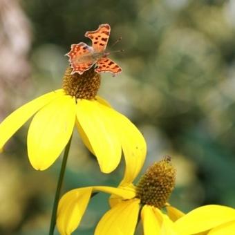 Rudbeckia nitida