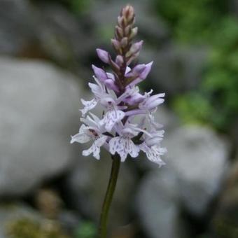 Dactylorhiza maculata