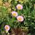 Erigeron