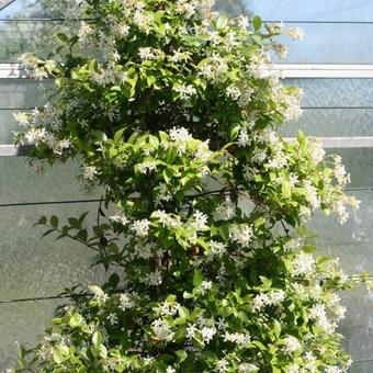 Trachelospermum jasminoides