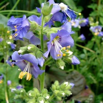 Polemonium caeruleum