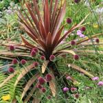 Cordyline australis 'Purpurea' - Koolpalm