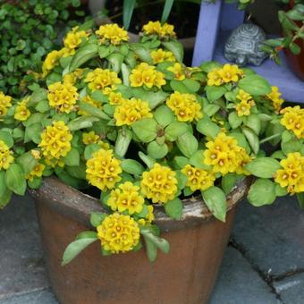 Lysimachia procumbens