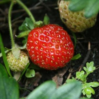 Fragaria x ananassa