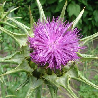 Silybum marianum