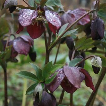 Helleborus orientalis