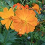 Cosmos sulphureus - Cosmos