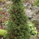 Picea glauca 'Conica' - Witte spar