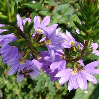 Scaevola aemula