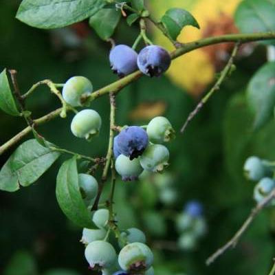 Vaccinium corymbosum - Blauwe bes