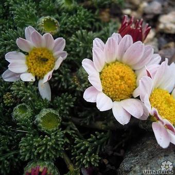 Anacyclus pyrethrum