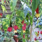 Abutilon megapotamicum - Belgische vlag, Chinese hennep