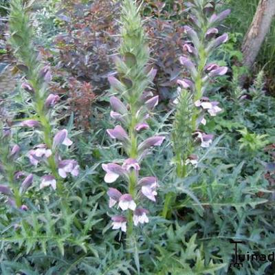 Stekelige berenklauw - Acanthus spinosus