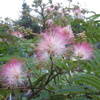 Albizia julibrissin - Perzische slaapboom