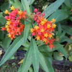 Asclepias curassavica - Amerikaanse zijdeplant