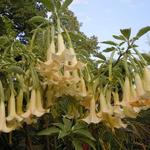 Brugmansia - Engelentrompet