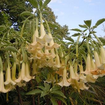 Brugmansia