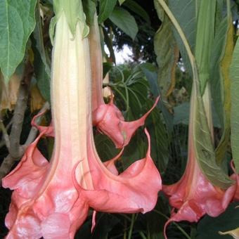 Brugmansia