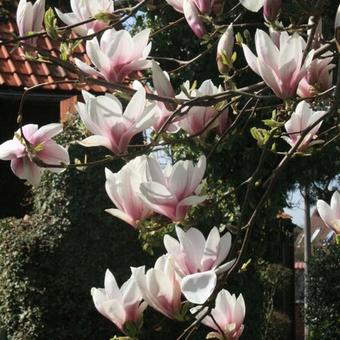 Magnolia x soulangeana 'Alexandrina'