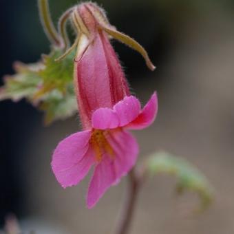 Rehmannia elata