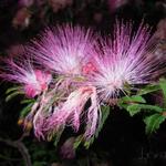 Calliandra - Calliandra