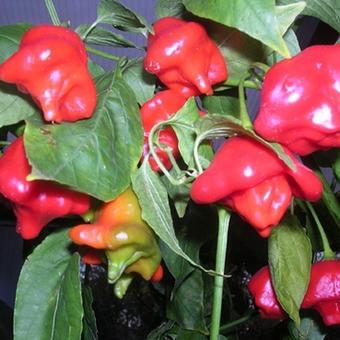 Capsicum baccatum. Bishop's Crown