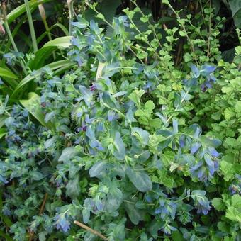 Cerinthe major 'Purpurascens'