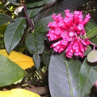 Cestrum elegans