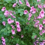 Diascia - Elfenspoor