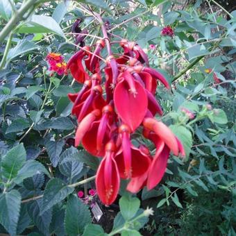 Erythrina crista-galli