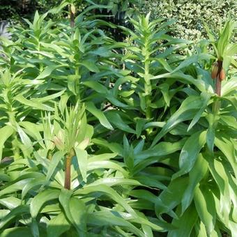 Fritillaria imperialis