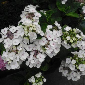 Hydrangea macrophylla lacecaps/teller