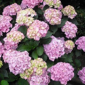 Hydrangea macrophylla