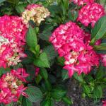 Hydrangea macrophylla 'Selma' - Hortensia