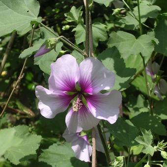 Lavatera