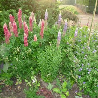 Lupinus