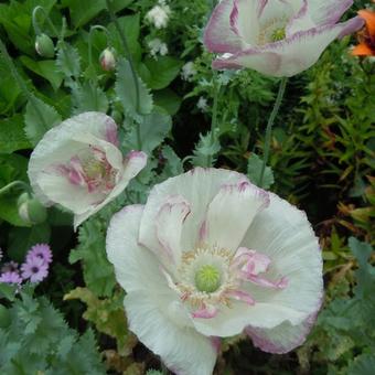 Papaver somniferum 'Flemish Antique'