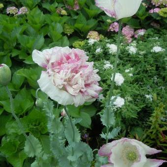 Papaver somniferum 'Flemish Antique'