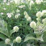 Trifolium repens - Witte klaver