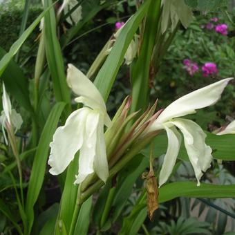 Roscoea x beesiana