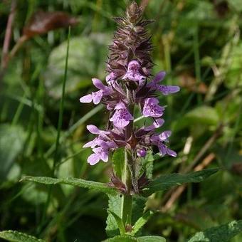 Stachys palustris