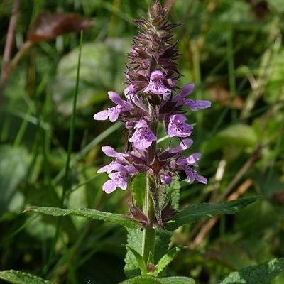 Moerasandoorn - Stachys palustris