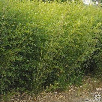 Phyllostachys bissetii