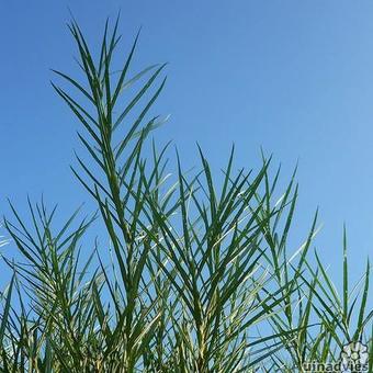 Salix rosmarinifolia