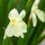 Roscoea cautleyoides