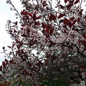 Prunus x cistena