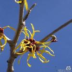 Hamamelis x intermedia 'Arnold Promise' - Toverhazelaar - Hamamelis x intermedia 'Arnold Promise'