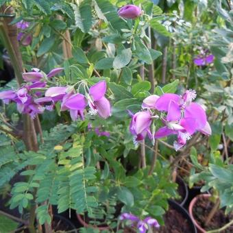 Polygala myrtifolia 'Bibi Pink