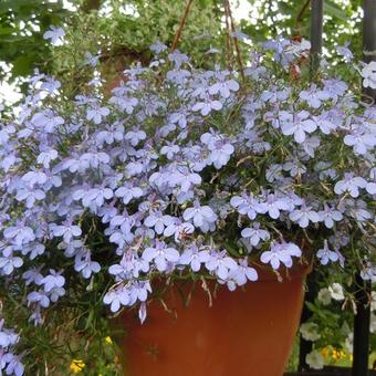 Lobelia erinus