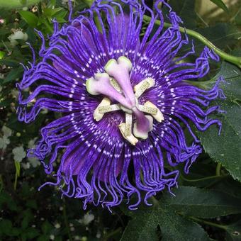 Passiflora incarnata 'Inspiration'